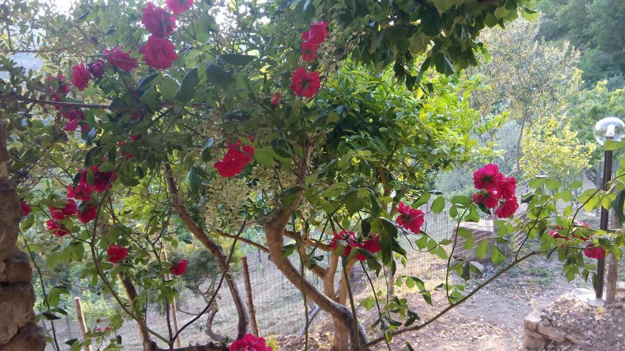 Casale I Cirillo Bed & Breakfast Rutino ภายนอก รูปภาพ